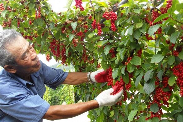 By consuming Chinese schisandra berries, a man will strengthen his potency
