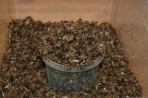 bee dug for increasing potency